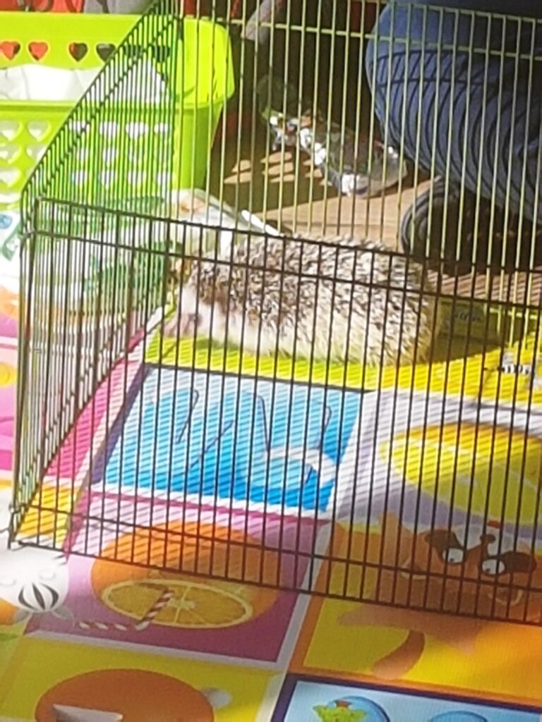 Warsztaty zoologiczne